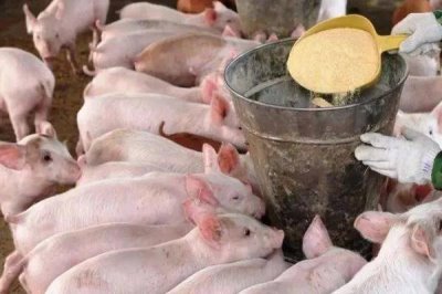 發(fā)酵飼料養(yǎng)豬的優(yōu)點(diǎn)，能促進(jìn)消化又能防治疾病