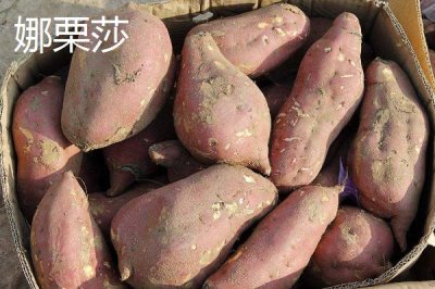 高產(chǎn)紅薯品種，蘇薯8號的平均產(chǎn)量達到8500斤