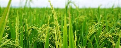 兩優(yōu)1999水稻品種的特性，中秈兩系雜交水稻品種