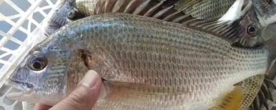 海鯽魚的產(chǎn)地，我國主要分布于黃海北部和渤海
