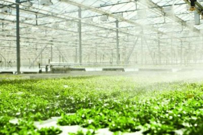 大棚蔬菜噴肥的方法，一般以開花時(shí)噴施為宜