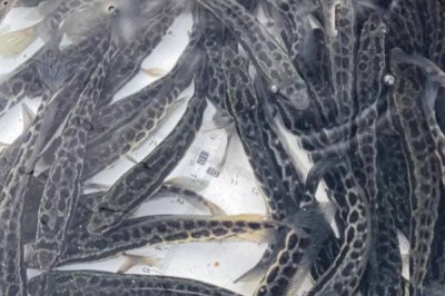 黑魚的養(yǎng)殖技術，要選擇健壯且無病蟲害的優(yōu)質魚苗
