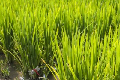 為什么海水稻不能大面積種植，淡水灌溉工程艱巨導(dǎo)致