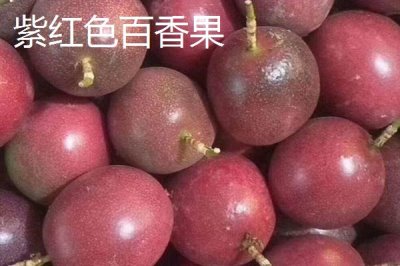 百香果的產(chǎn)地，廣植于熱帶和亞熱帶地區(qū)