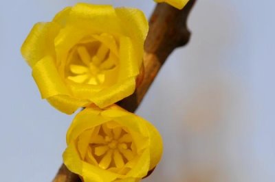 臘梅的花語，并非梅類