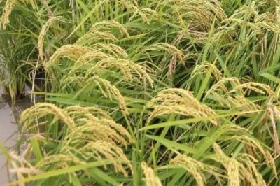 龍兩優(yōu)506水稻品種的特性，每畝插足7－8萬基本苗