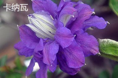 鐵線蓮的花語，寓意高潔美麗、和平和諧等