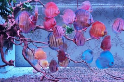 七彩神仙魚怎么繁殖，需要讓它們自由配對(duì)