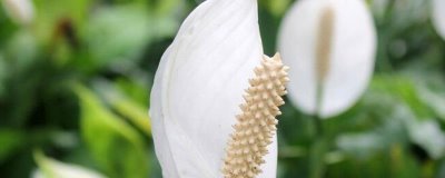 一帆風順的種植技術，適合在半陰的環(huán)境中生長