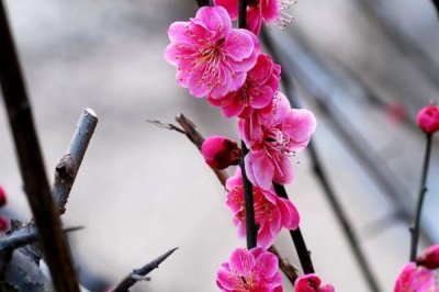 紅梅的花期，通常集中在冬春季節(jié)
