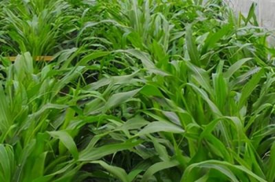 牧草飼料如何貯藏,搭建存儲(chǔ)平臺(tái)進(jìn)行貯藏