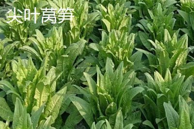 萵筍的產(chǎn)地，在我國(guó)主產(chǎn)于山東、河南、河北等省份