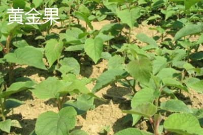 獼猴桃樹苗的價格，具體售價會受到規(guī)格和品種的影響