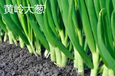 安徽省臨泉縣的特產(chǎn)，臨泉毛筆深受廣大書畫家喜愛