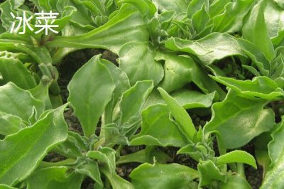 可以在夏季種植的蔬菜品種，高溫天氣有利于苦瓜發(fā)育