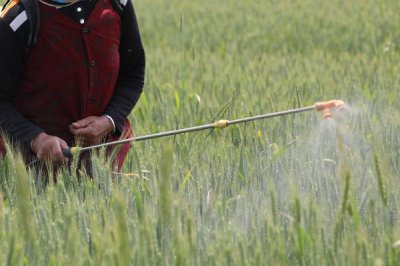 小麥蚜蟲的防治方法，分為農業(yè)、生物、化學防治