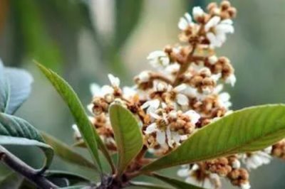 枇杷什么時候開花，盛花期在11-12月