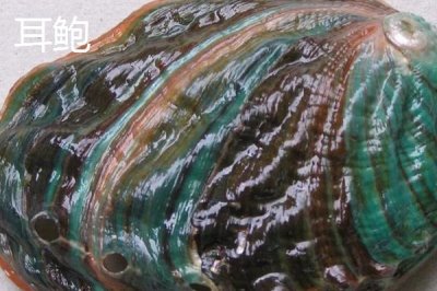 什么品種的鮑魚苗好，常見這6種