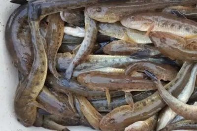光魚的產(chǎn)地，在我國主產(chǎn)于東海、黃海、渤海