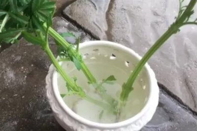 使用生根粉的方法，主要有浸泡、噴施、撒施等方式