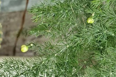 云竹開(kāi)花的寓意，寓意幸福美滿(mǎn)、永恒不變等