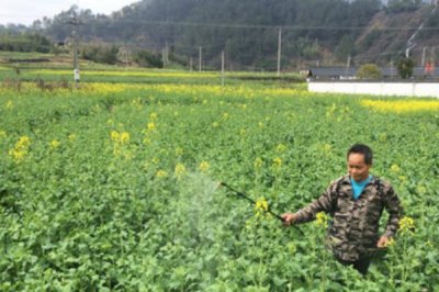 立春后油菜如何施肥，嚴(yán)格控制氮肥的施用量