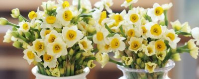 家里為什么不能養(yǎng)水仙花，因?yàn)榧依镎w光線不好