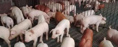 怎么避免豬咬架，需控制養(yǎng)殖密度