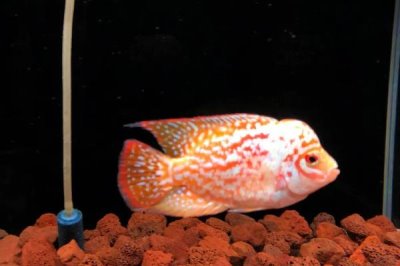 羅漢魚喂什么飼料好，可喂動物飼料、植物飼料和專門的魚飼料