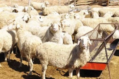 羊如何飼養(yǎng),成年羊和羔羊的飼養(yǎng)方法均不同