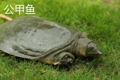 清溪花鱉的產(chǎn)地，原產(chǎn)于東苕溪流域