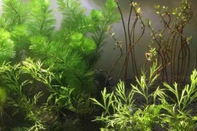 水草的養(yǎng)殖技術，養(yǎng)殖場所盡可能防止陽光照射