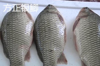 鯽魚的外觀，不同品種的外觀有所區(qū)別