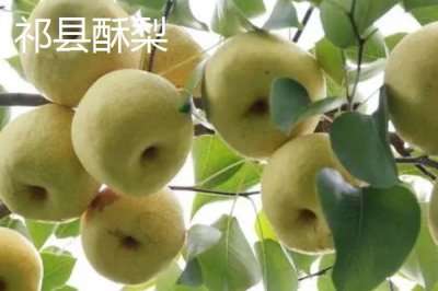 山西省祁縣的特產(chǎn)，祁縣酥梨譽(yù)為果中一絕