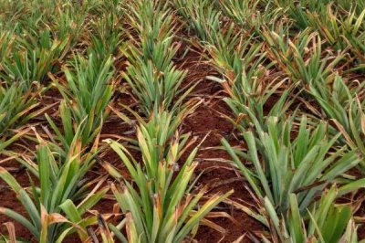 種植菠蘿的條件，年降雨量需達(dá)到500-2800毫米