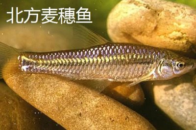 麥穗魚(yú)是什么魚(yú),是常見(jiàn)的小型淡水魚(yú)類(lèi)