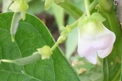四季豆開花后要過多久才能采收，經(jīng)過15-20天即可進(jìn)入收獲期