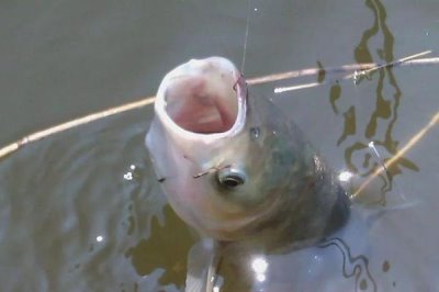 釣鰱魚(yú)的技巧，釣點(diǎn)要選擇溶氧量高的水域