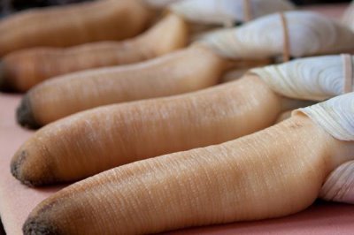 象牙蚌的價格，野生的在700-1000元/斤