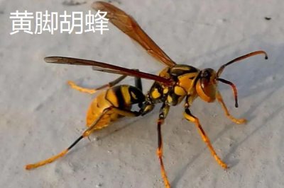 毒蜂的種類，常見以下10種