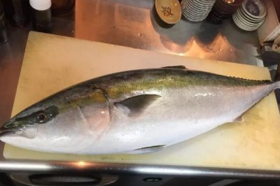 什么是鰤魚，屬于鲹科、鰤屬海洋魚類的統(tǒng)稱