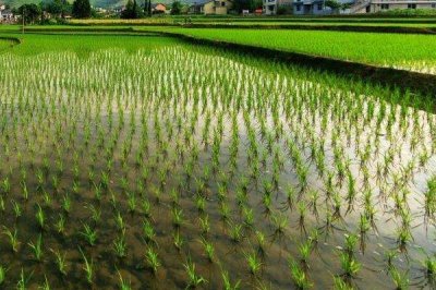蜀鄉(xiāng)優(yōu)668水稻種子介紹，綜合防治病蟲害