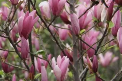 紫玉蘭是什么植物，為中國兩千多年的傳統(tǒng)花卉