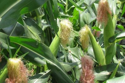 玉米什么時候開花，因播種時間不同而不同