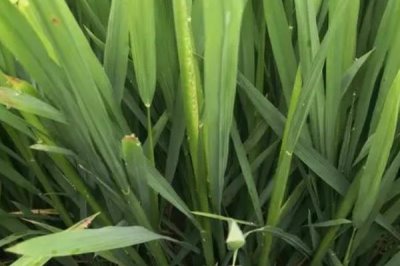 化感2205水稻種子介紹，每畝10千克并加拌除草劑