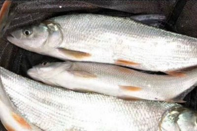 黃尾魚是什么魚，是中小型淡水魚類