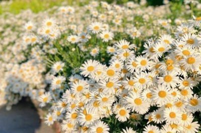 小雛菊的花語(yǔ)，寓意永遠(yuǎn)的快樂(lè)、深沉的愛(ài)意等