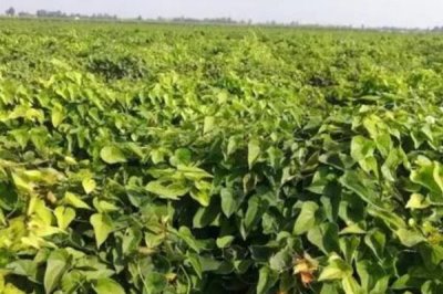 山藥的產地，河北地區(qū)主要產區(qū)