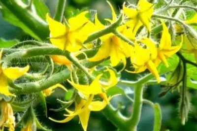 西紅柿的生長過程，包括發(fā)芽、生長、開花和結(jié)果