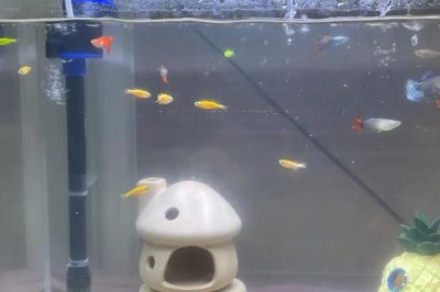 給魚缸換水的正確方法，根據(jù)情況選擇部分換水或全部換水